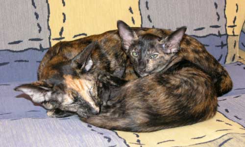 Ориентальные кошки, окрас черная черепаха (ORI f) - мама и дочка.